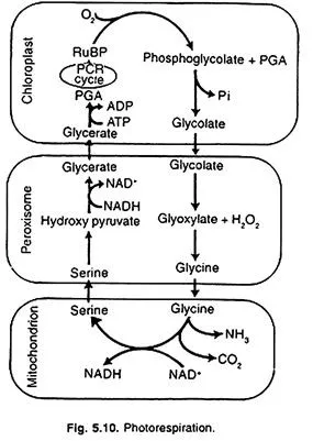 Photorespiration pathway